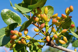 AFPistachos