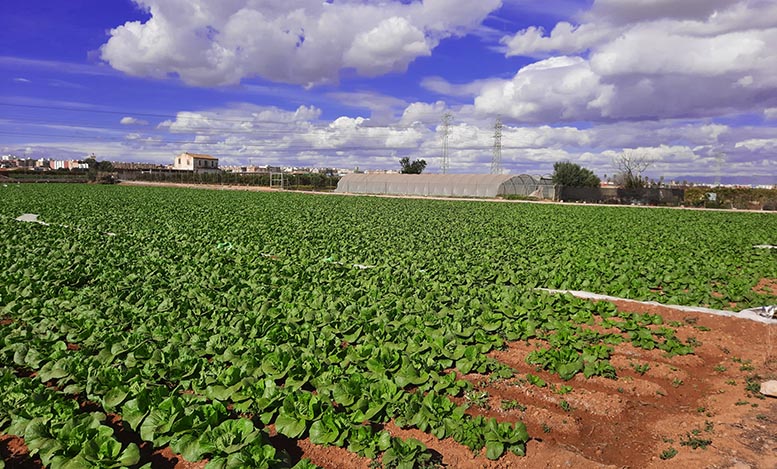 HERBÁCEOS PROGANDO SL